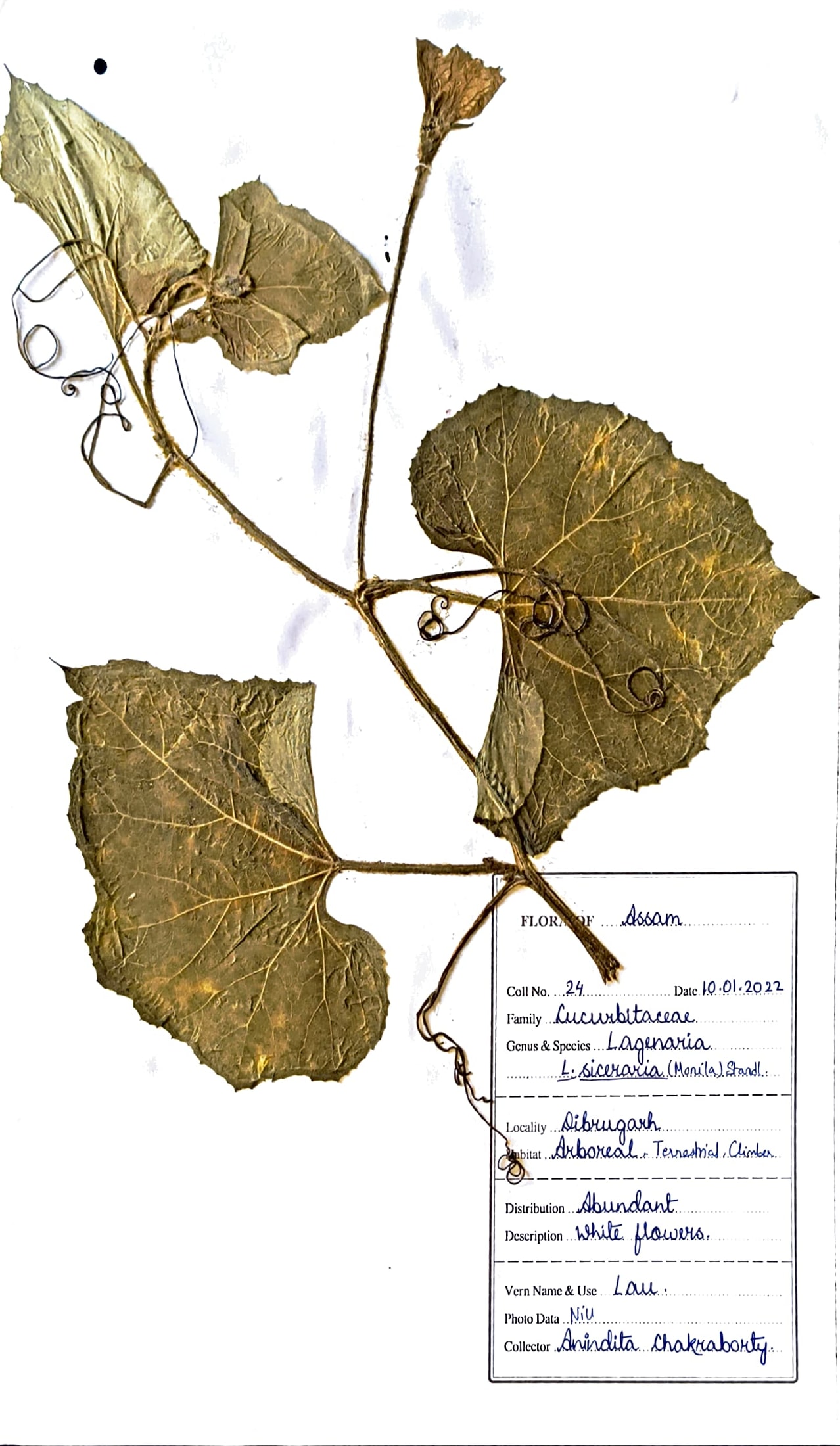 Lao (Ass.) (Herbarium)